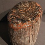Tronc d arbre pètrifiè / petrified wood